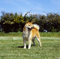 Picture of shiba inu side view