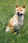 Picture of Shiba Inu sitting in field