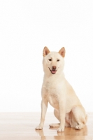 Picture of Shiba Inu sitting in studio