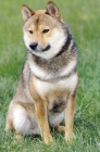 Picture of Shiba Inu sitting on grass