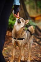 Picture of Shiba Inu smelling treat