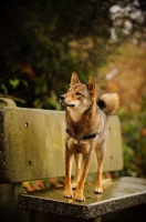 Picture of Shiba Inu standing on bench