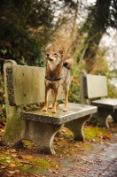 Picture of Shiba Inu standing on bench