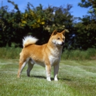 Picture of shiba inu standing on grass
