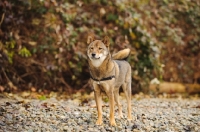 Picture of Shiba Inu standing on gravel