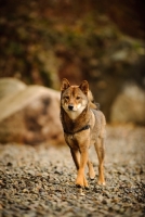 Picture of Shiba Inu walking on pebbles