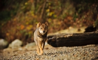 Picture of Shiba Inu walking on pebbles