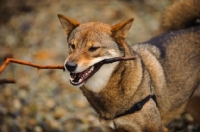 Picture of Shiba Inu with stick