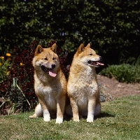 Picture of shiba inus looking sideways