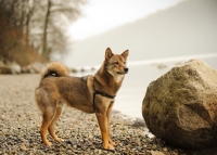 Picture of Shiba Inu