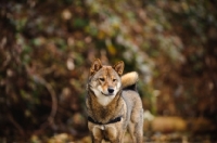 Picture of Shiba Inu