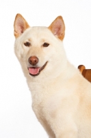 Picture of Shiba Inu