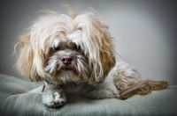 Picture of Shih Tzu at home