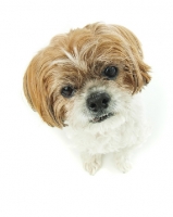 Picture of Shih Tzu close up on white background