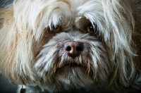 Picture of Shih Tzu close up