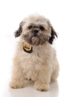 Picture of Shih Tzu, front view on white background