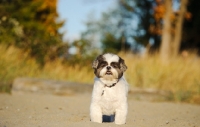 Picture of Shih Tzu, front view