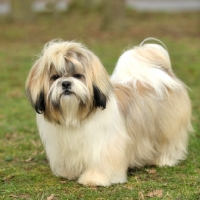 Picture of Shih Tzu in show coat on grass