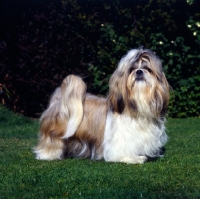 Picture of shih tzu in show coat