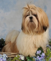 Picture of Shih Tzu in studio