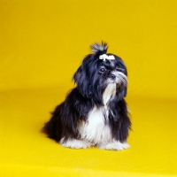 Picture of shih tzu in the studio