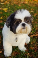 Picture of Shih Tzu looking at camera