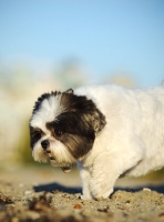 Picture of Shih Tzu looking down