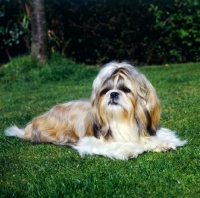Picture of shih tzu lying on grass