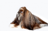 Picture of shih tzu lying, white background