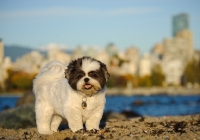 Picture of Shih Tzu on beach