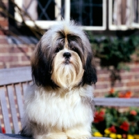 Picture of shih tzu on bench