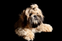 Picture of shih tzu on black background