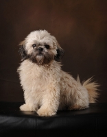 Picture of Shih Tzu on brown background