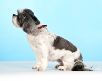 Picture of Shih Tzu on light blue background