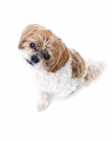 Picture of Shih Tzu on white background