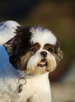 Picture of Shih Tzu portrait