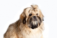 Picture of shih tzu portrait