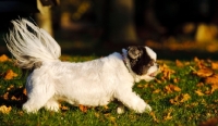 Picture of Shih Tzu running in autumn