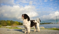 Picture of Shih Tzu side view