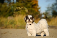 Picture of Shih Tzu side view