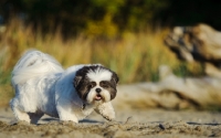 Picture of Shih Tzu walking on sand