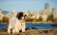 Picture of Shih Tzu