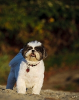 Picture of Shih Tzu