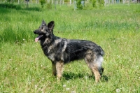 Picture of Shiloh shepherd, large oldtype german shepherd