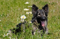 Picture of shiloh shepherd, large oldtype german shepherd, lying down