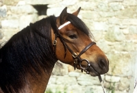 Picture of shilstone rocks another bunch, dartmoor pony, head shot