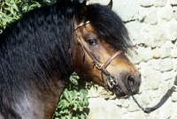 Picture of shilstone rocks cloudburst 11, dartmoor stallion, portrait