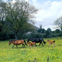 Picture of shilstone rocks dark mountain and another dartmoor mare with foals at widecombe