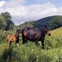 Picture of shilstone rocks enchanted, dartmoor mare with foal on dartmoor 