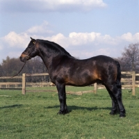 Picture of shilstone rocks okement, dartmoor stallion full body